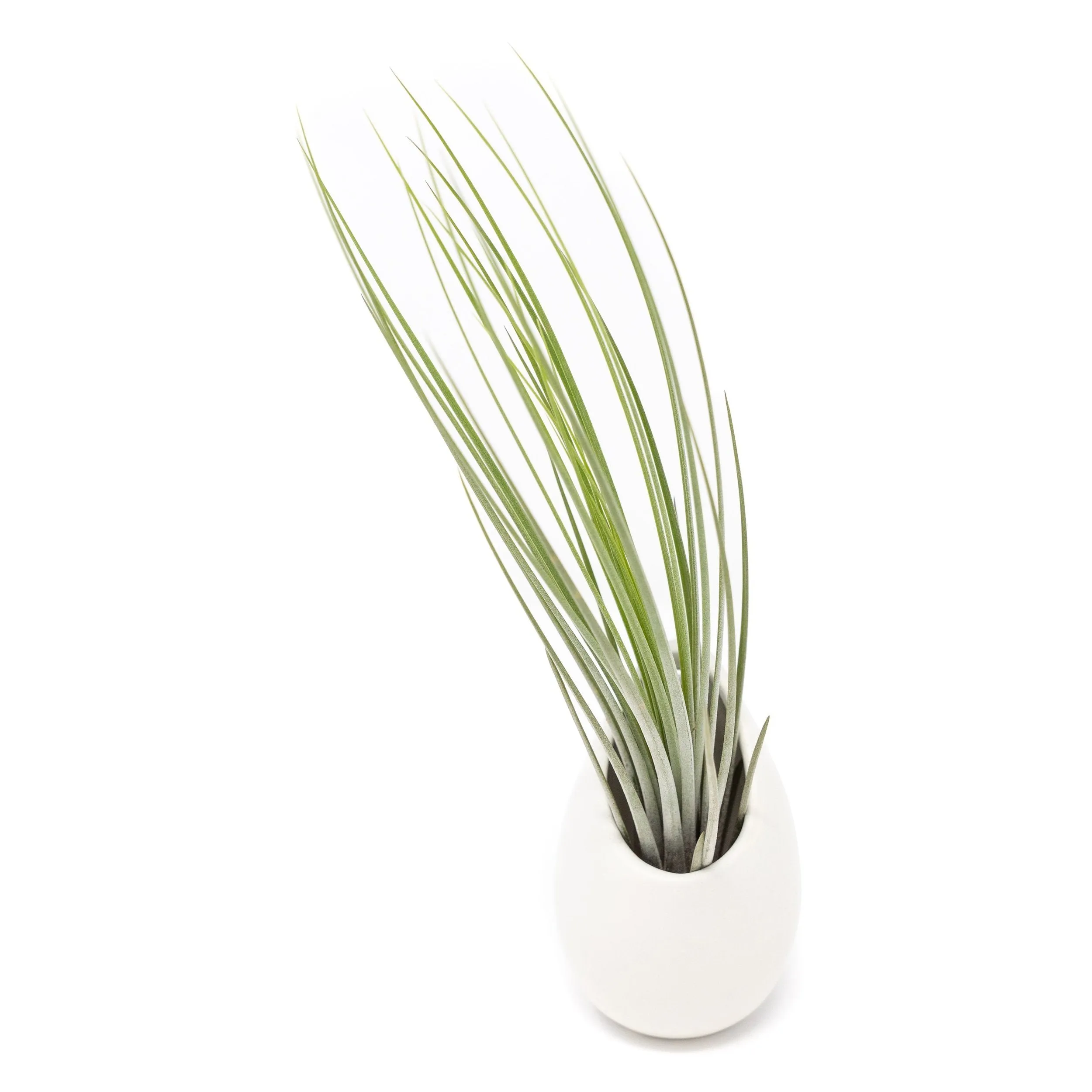 Large Ivory Ceramic Hanging Planter With Flat Bottom