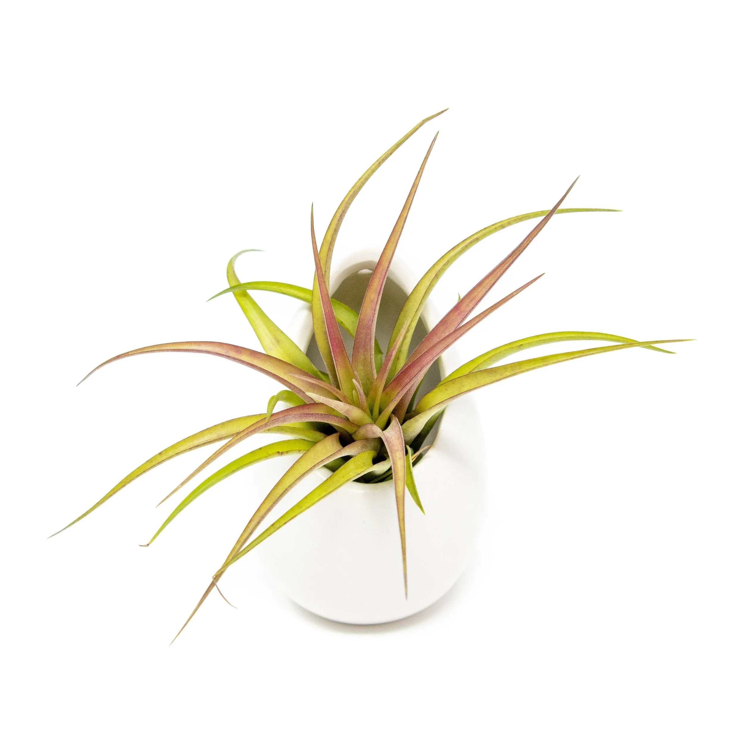 Large Ivory Ceramic Hanging Planter With Flat Bottom