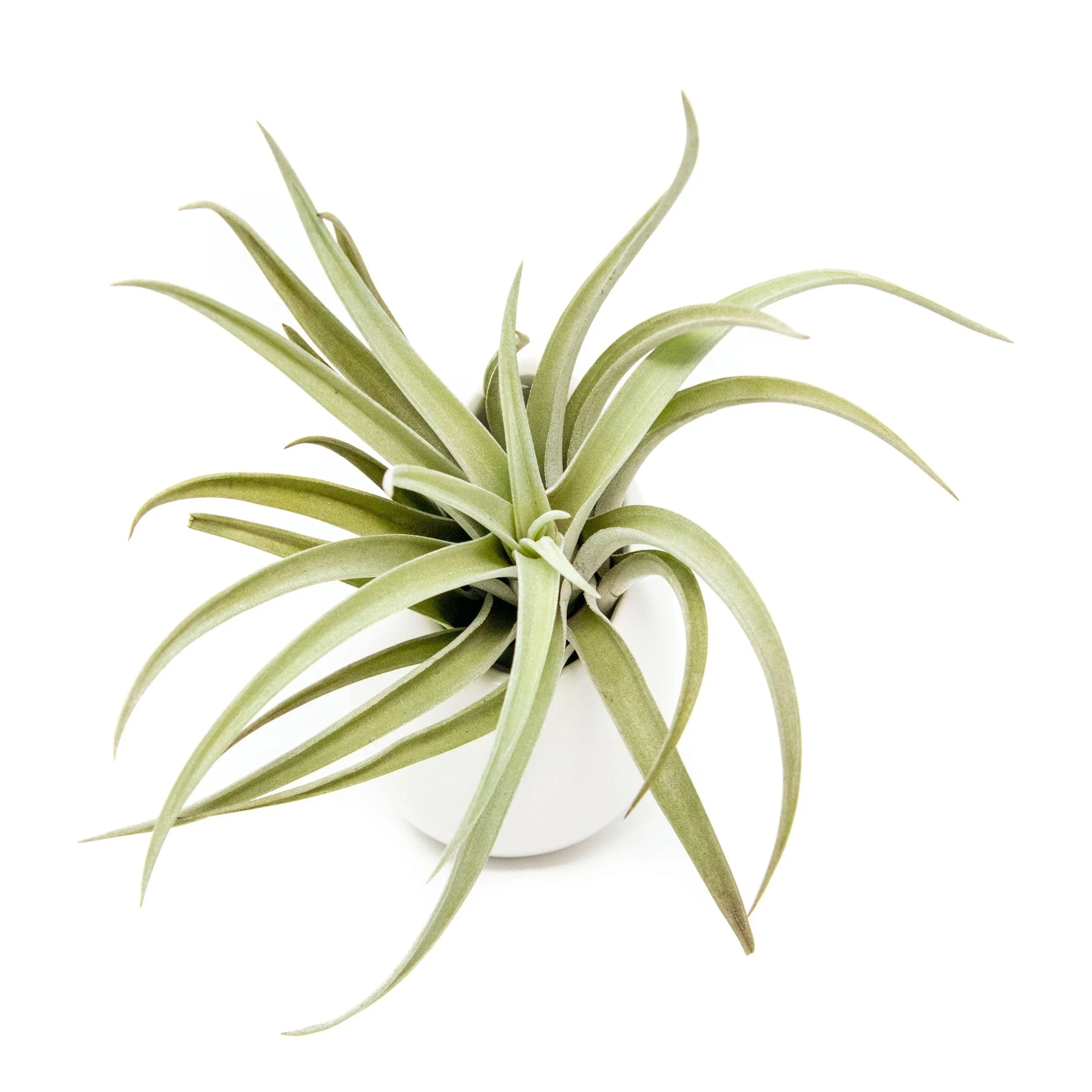 Large Ivory Ceramic Hanging Planter With Flat Bottom